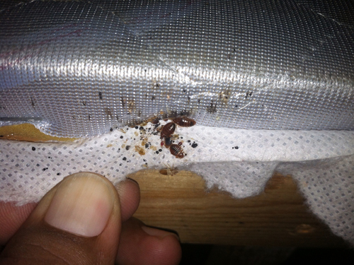 BED BUG CONTROL Madera