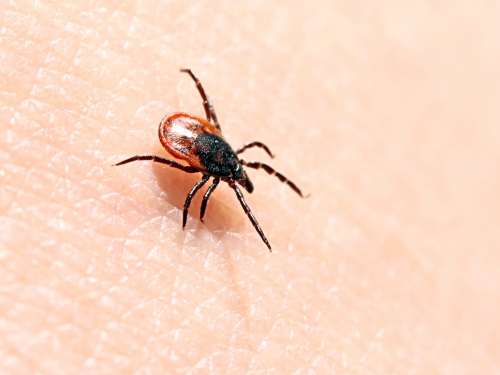 TICKS CONTROL Madera