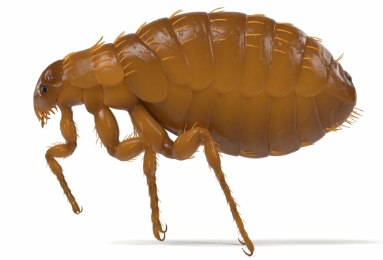 FLEAS CONTROL Madera