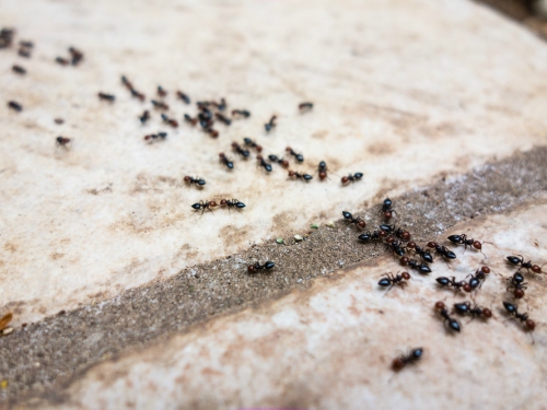 ANT CONTROL Madera