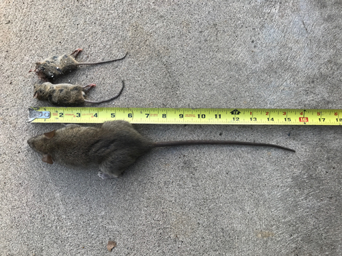 RODENT CONTROL Madera