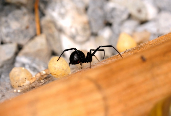 SPIDER CONTROL Madera