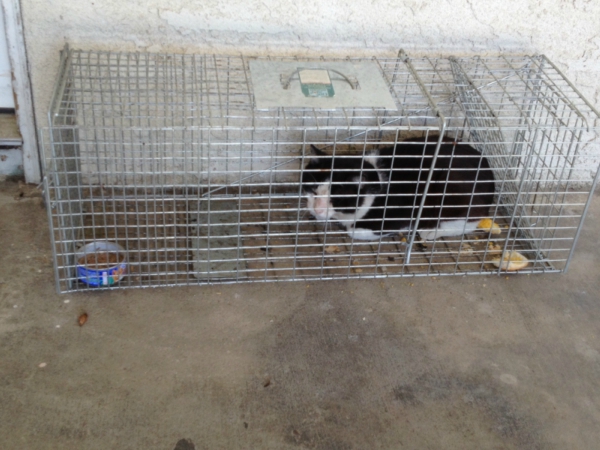 SNAKE REMOVAL services Madera