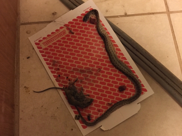 POSSUM CONTROL In Madera
