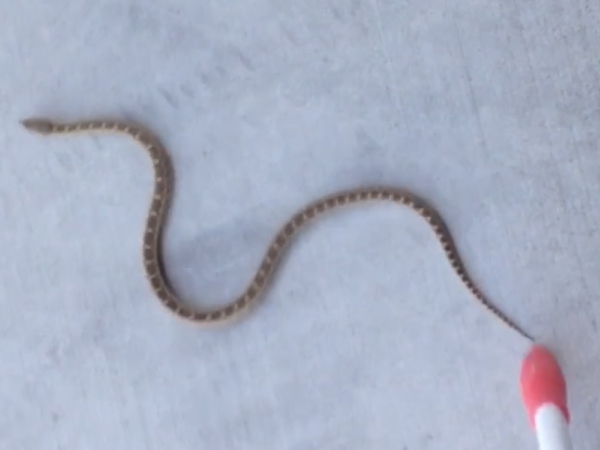 Animal Trapping In Madera