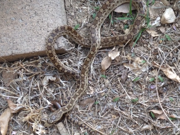 Madera Animal Trapping 