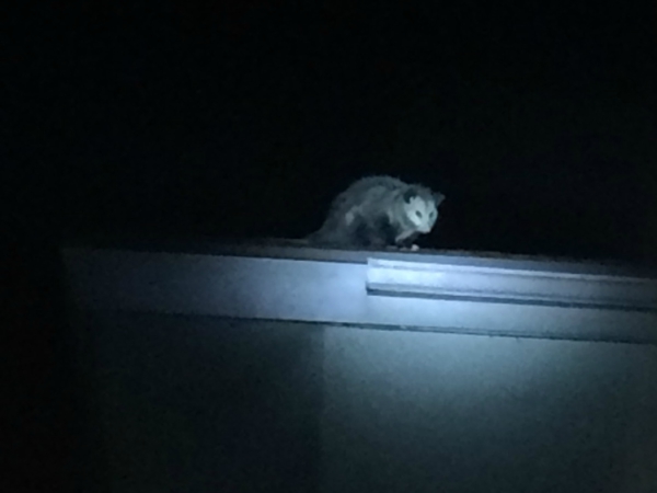 Animal Trapping services Madera
