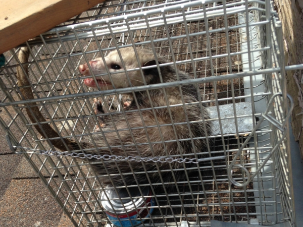 Animal Trapping services In Madera 