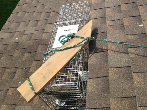 POSSUM CONTROL Madera