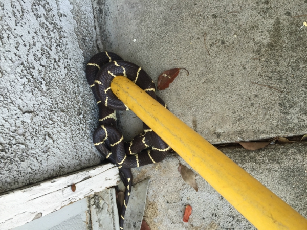 SNAKE REMOVAL Madera
