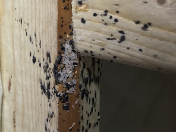 Bed Bugs Control