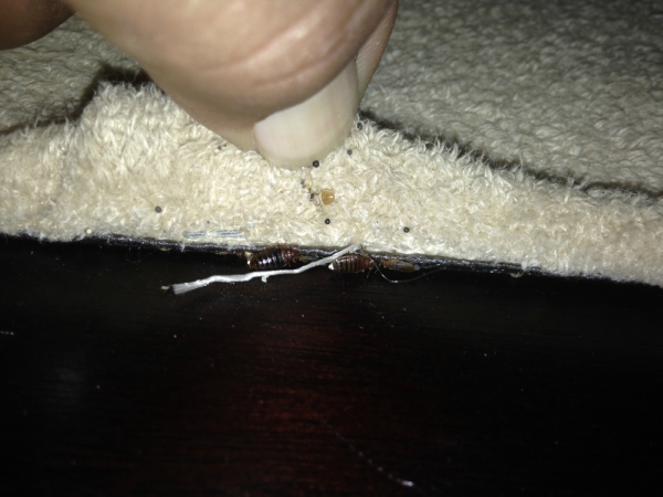 Top Bed Bugs Control