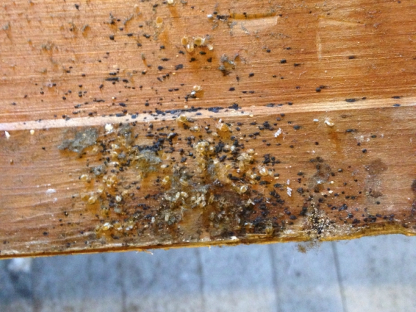 Bed Bugs Control Madera