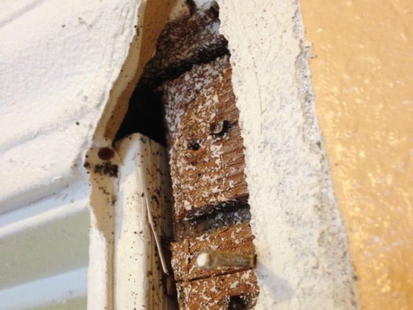 Bed Bugs Control In Madera