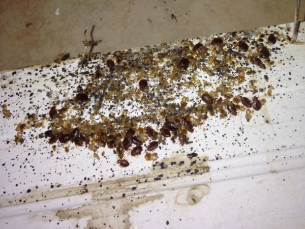 Bed Bugs Control services In Madera