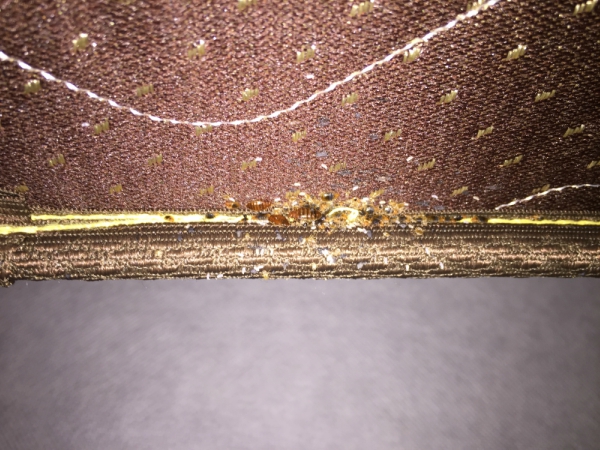 Bed Bugs Control services Madera
