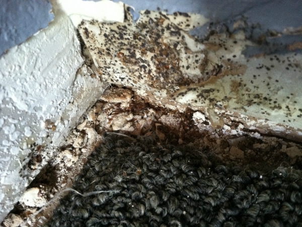 Best Bed Bugs Control Madera