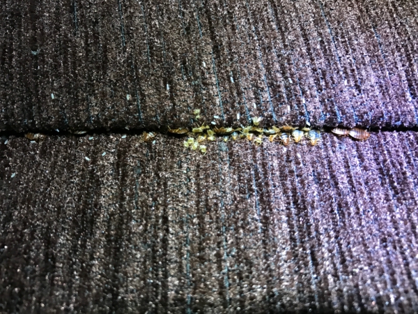Top Rated Bed Bugs Control services Madera