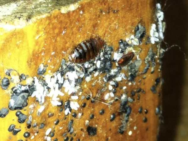 Bed Bugs Control Madera