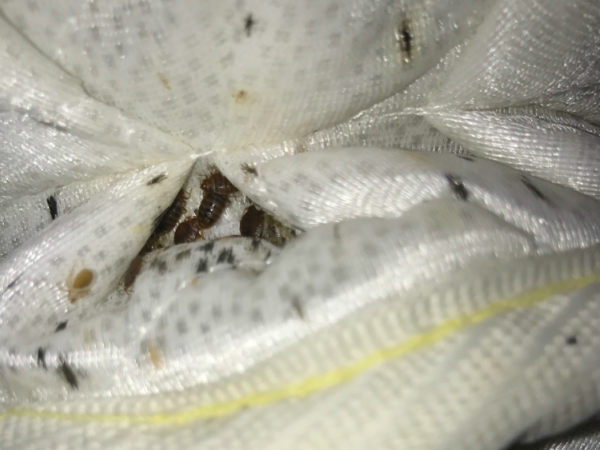 Best Bed Bugs Control services Madera