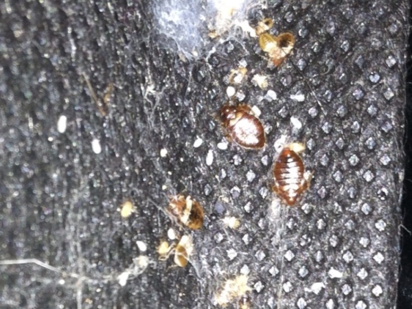 Bed Bugs Control In Madera