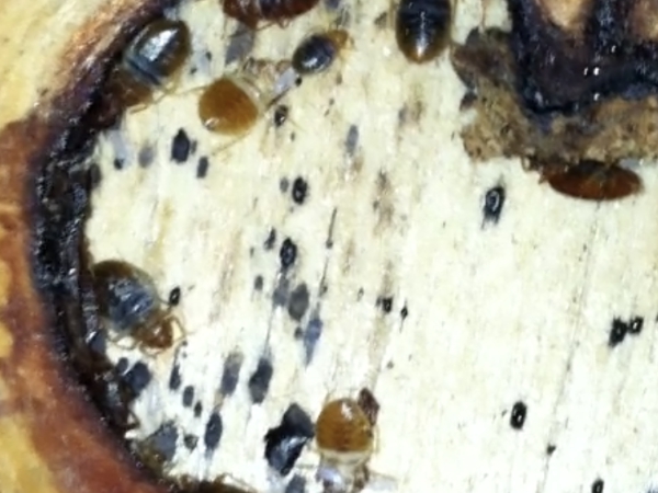 Bed Bugs Control services Madera