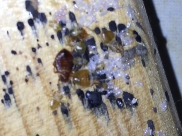 Bed Bugs Control services In Madera