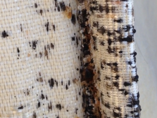 Top Rated Bed Bugs Control Madera