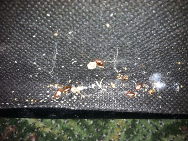 Best Bed Bugs Control Madera
