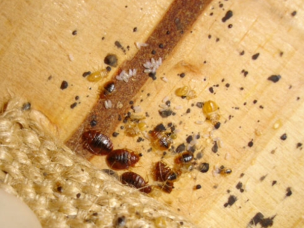 Top Rated Bed Bugs Control services Madera