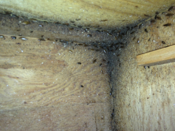 Cockroaches Control Madera