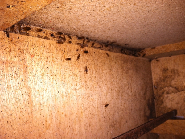 Cockroaches Control services Madera