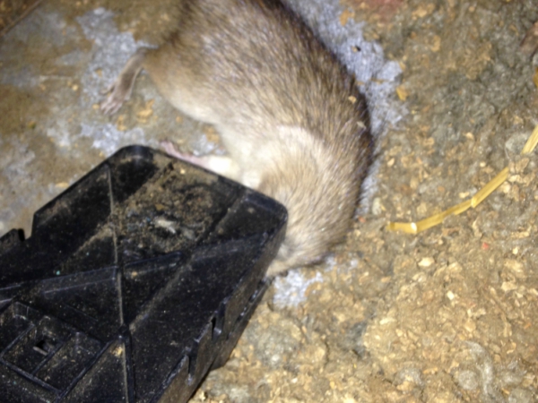 Rats Control