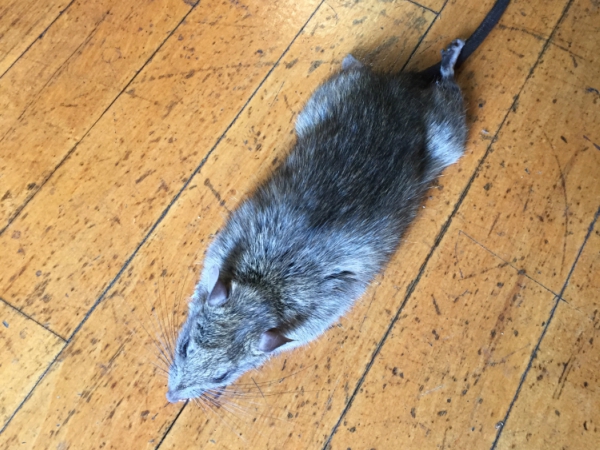Madera Rats Control 