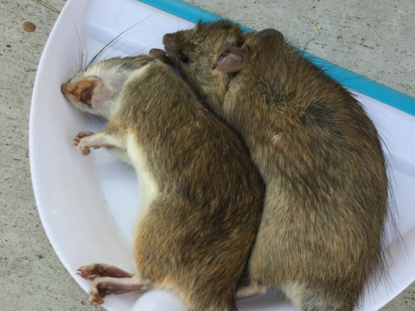 RODENT Control