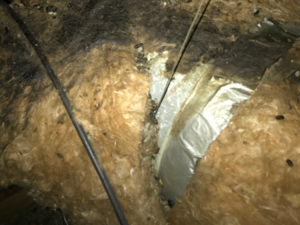 RODENT Control Madera