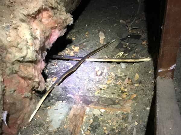 Top Rated RODENT Control Madera