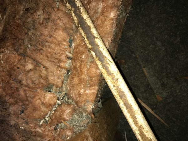 Best RODENT Control Madera