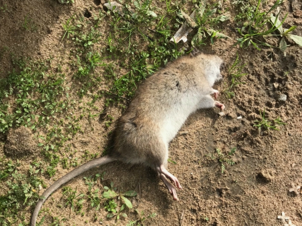 Madera RODENT Control 