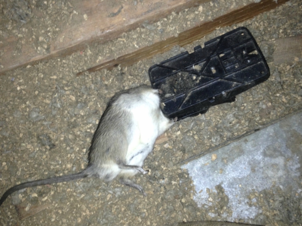 Rats Control In Madera