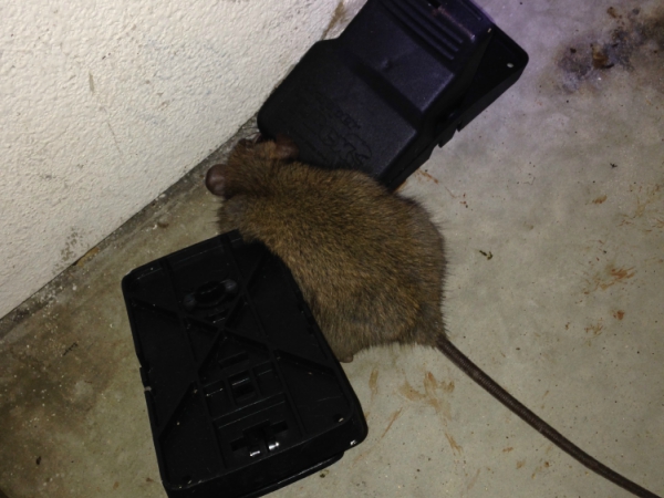 Rats Control services Madera