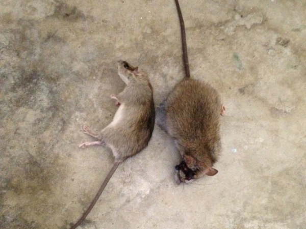 Rats Control services In Madera