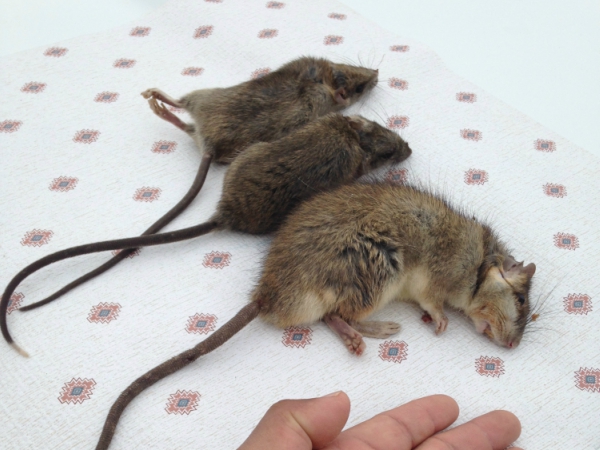 Top Rated Rats Control Madera