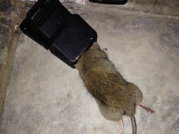 Best Rats Control Madera