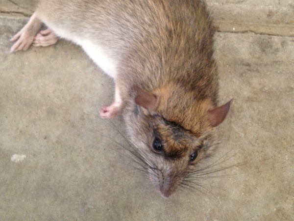 Best Rats Control services Madera