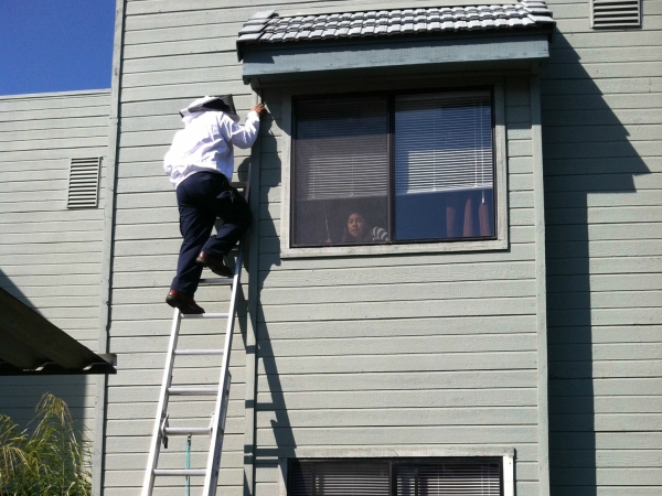 Bee Control Madera