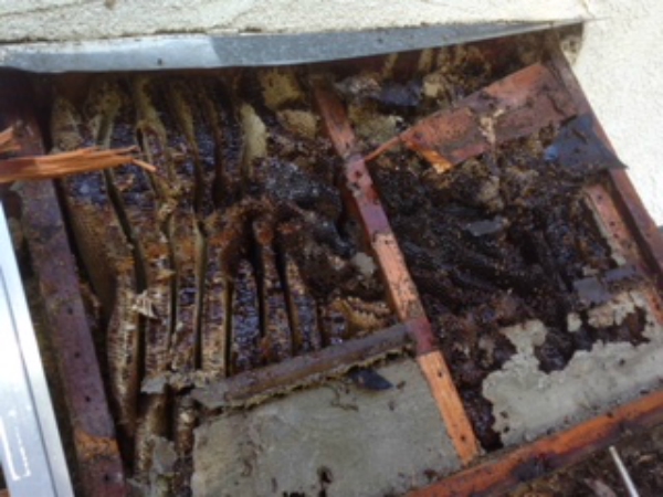 Bee Control services Madera