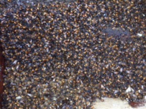 Bee Control services In Madera
