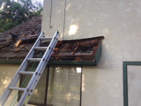 Best Bee Control services Madera